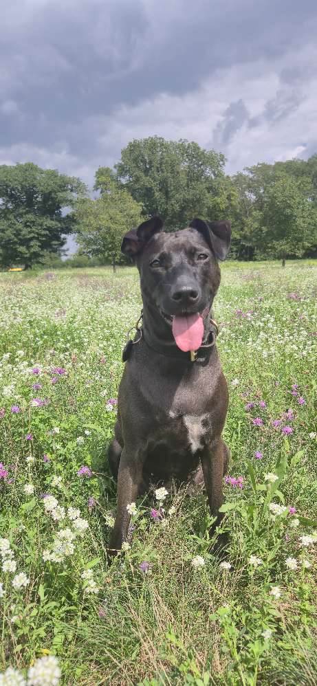 Hundetreffen-Hunderunde - Spielkumpel gesucht-Profilbild