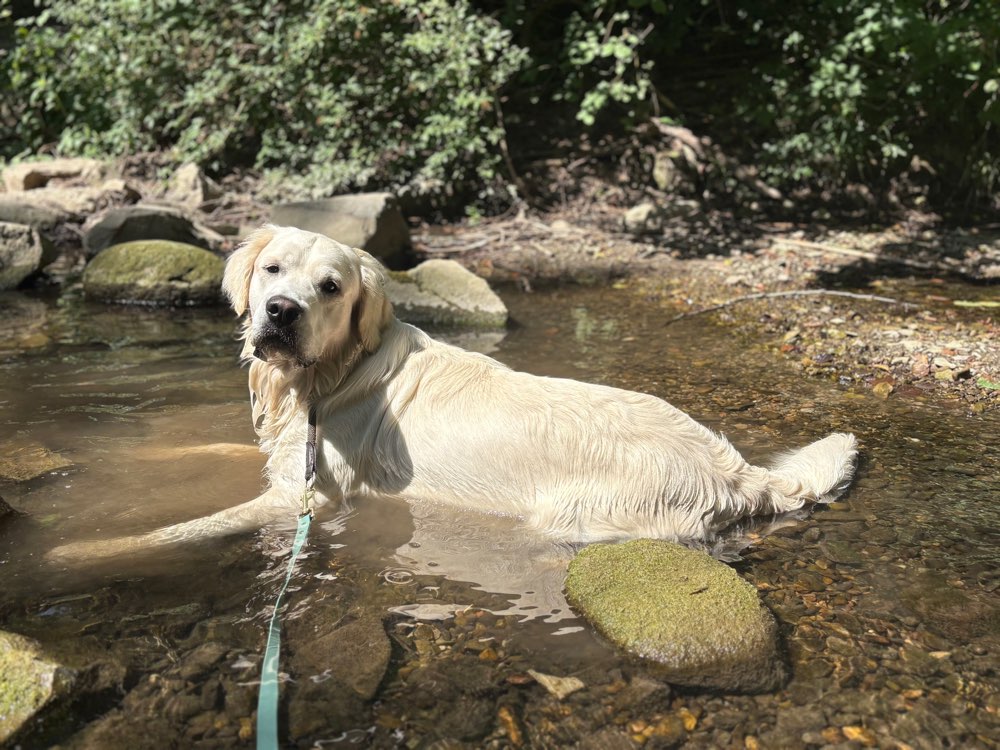 Hundetreffen-Goldi sucht Spielpartner/in-Profilbild