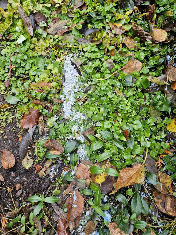 Giftköder-Blaue Kugeln im Vorgarten-Profilbild
