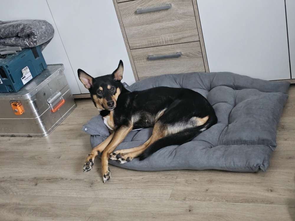 Hundetreffen-Gemeinsame Gassirunden, gerne auch Spieltreffen 🐕☺️-Profilbild