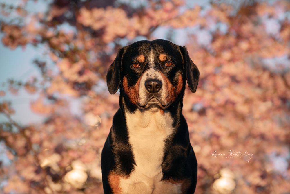 Hundetreffen-Hundetreffen-Profilbild