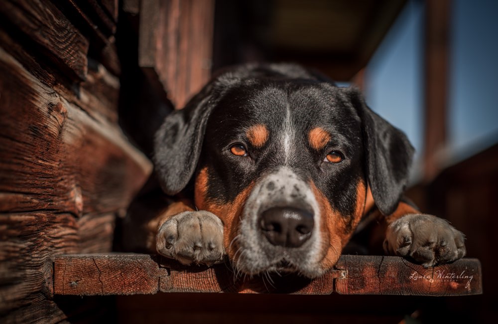 Hundetreffen-Foto Spaziergang 📸-Profilbild