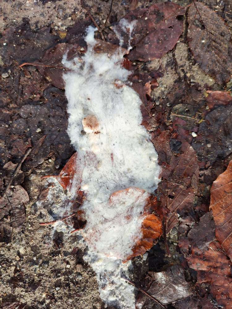 Giftköder-Evtl Gift !!! Karte ist falsch eingefügt-Profilbild