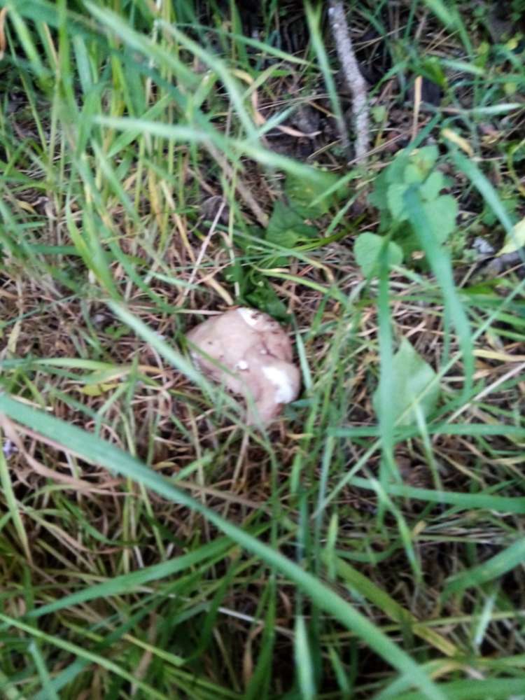 Giftköder-Fleisch ausgelegt Giftkoeder?-Profilbild