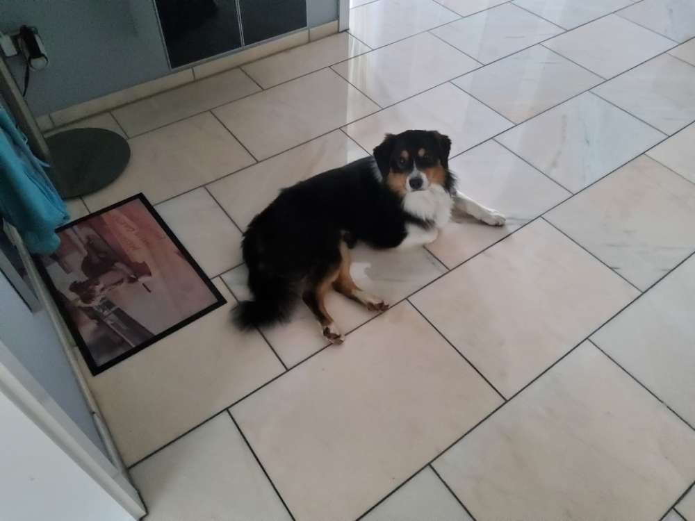 Hundetreffen-Social walk / Sozialisierung Spaziergang-Profilbild