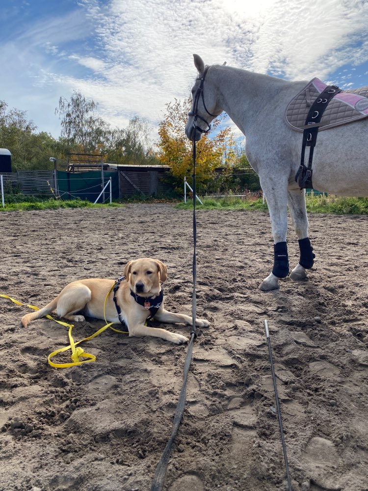 Hundetreffen-Treffen zum Spielen und lernen-Profilbild