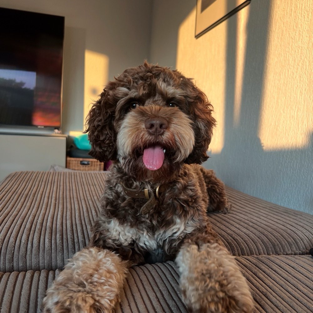 Hundetreffen-Spielkamerad gesucht-Profilbild