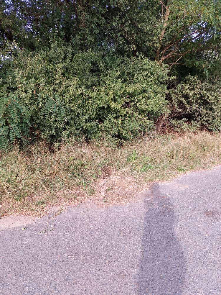 Giftköder-Erdwespen-Profilbild