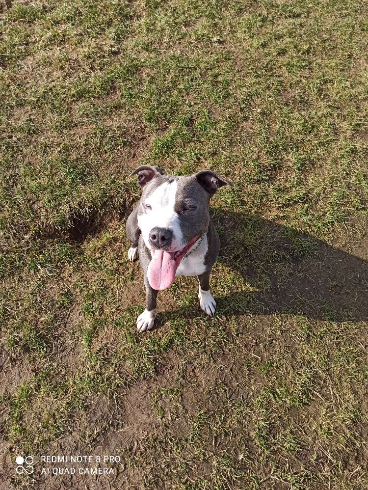 Hundetreffen-Junghundetreffen-Profilbild