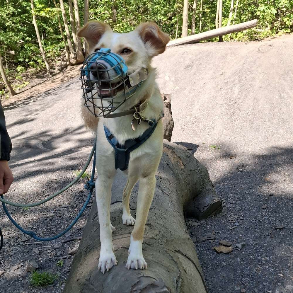Hundetreffen-Sozialkontakt-Training-Profilbild