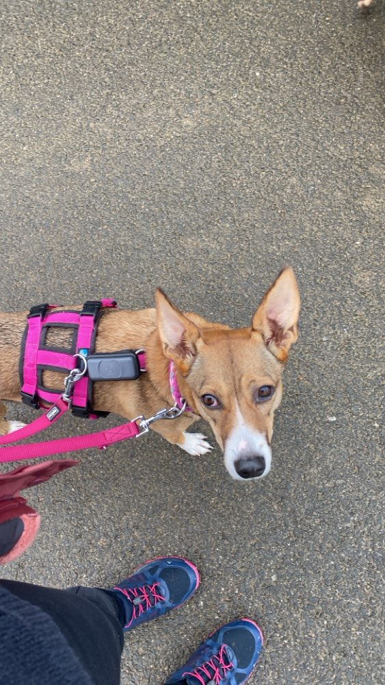 Hundetreffen-Wir suchen einen netten Hundemensch der uns gerne näher kennenlernen möchte-Profilbild