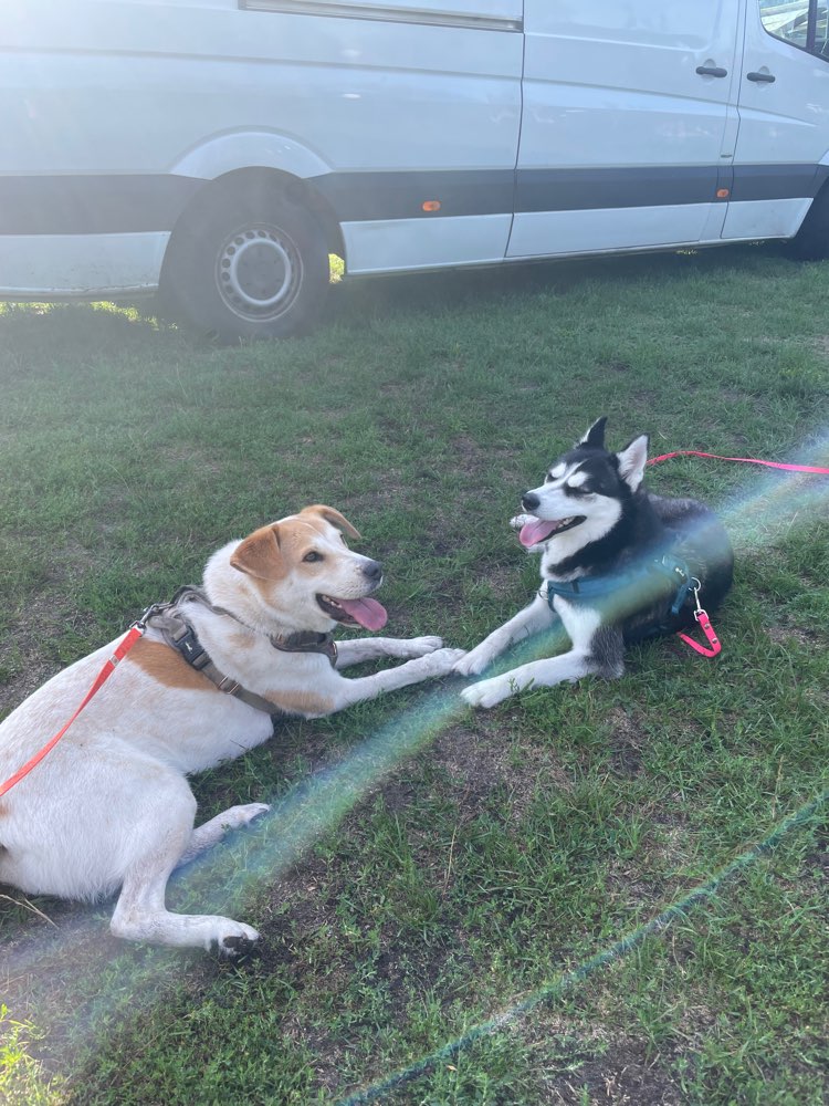 Hundetreffen-Playdate für Tierschutzmaus-Profilbild
