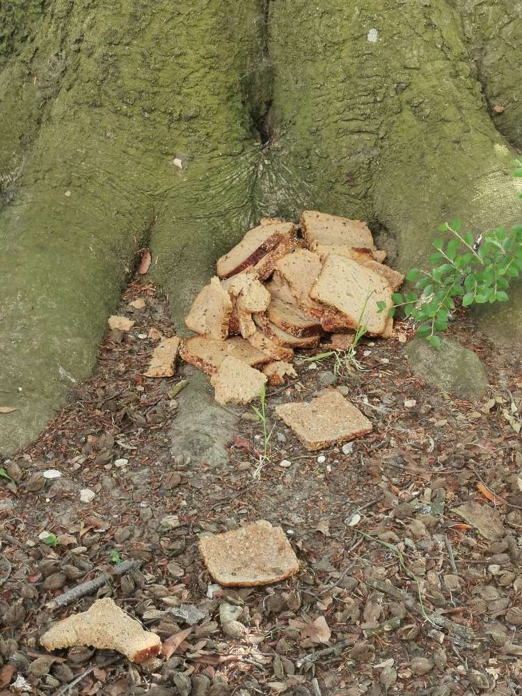 Giftköder-Ein ganzes Brot-Profilbild