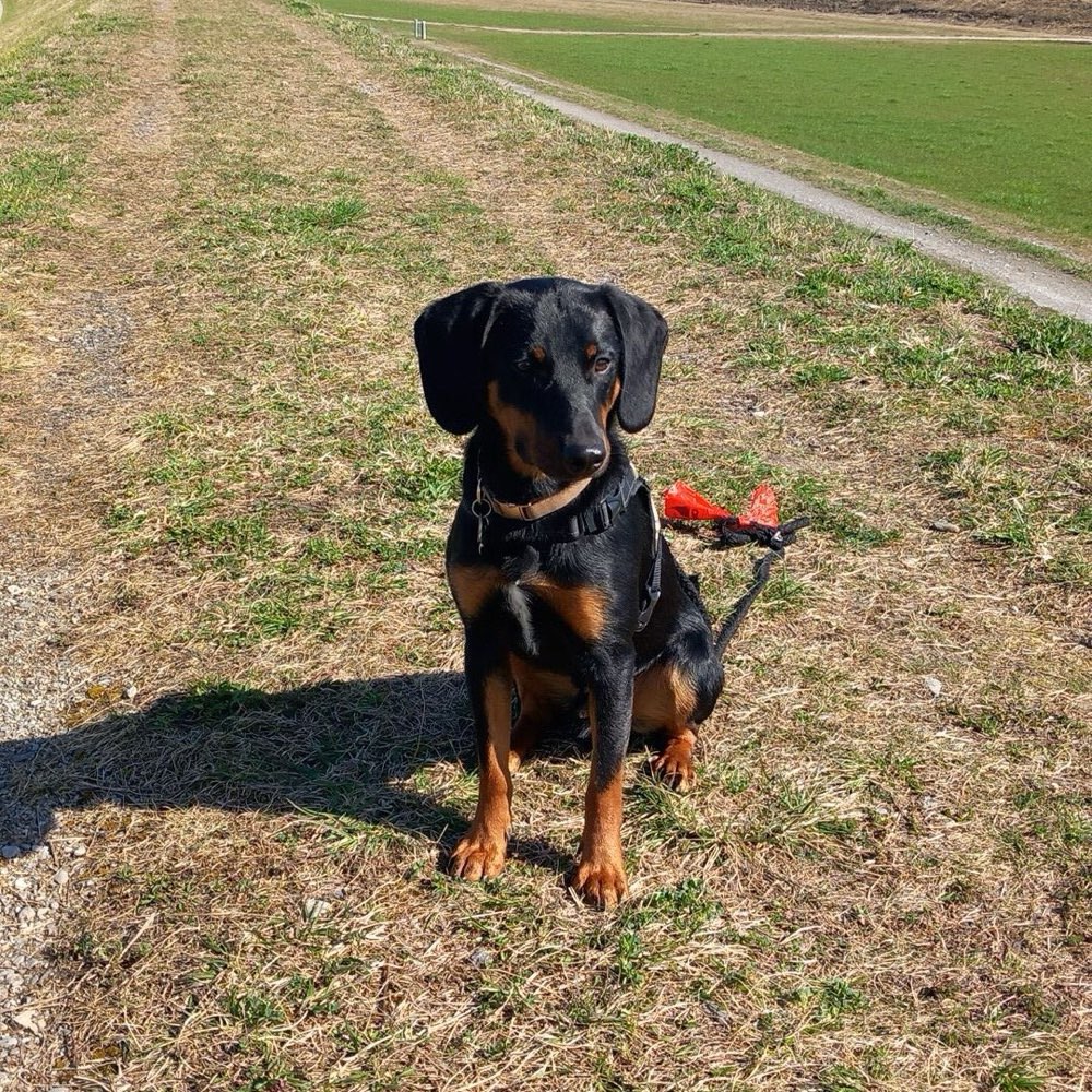 Hundetreffen-Hunde treffen am Rhein-Profilbild