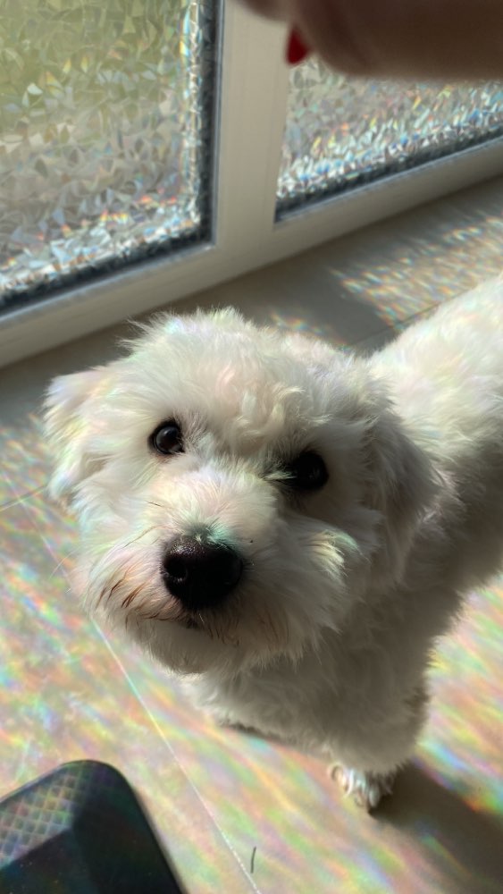 Hundetreffen-Spiel- und Gassifreunde gesucht-Profilbild