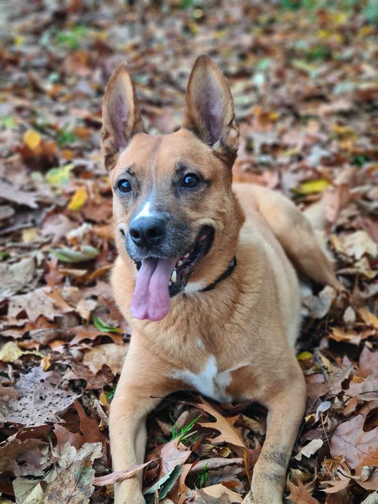 Hundetreffen-Spieltreffen/Gassi Runde-Profilbild