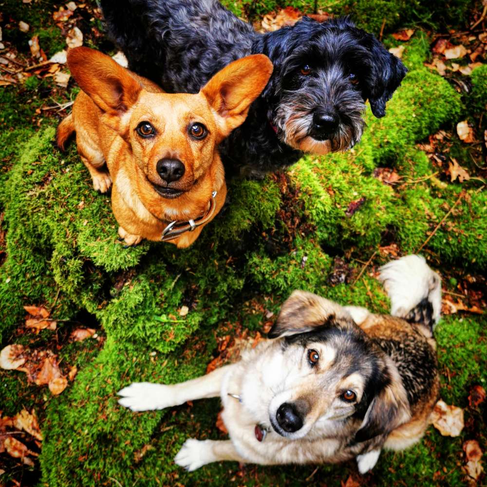 Hundetreffen-Hundefreunde für Spaziergänge gesucht-Profilbild