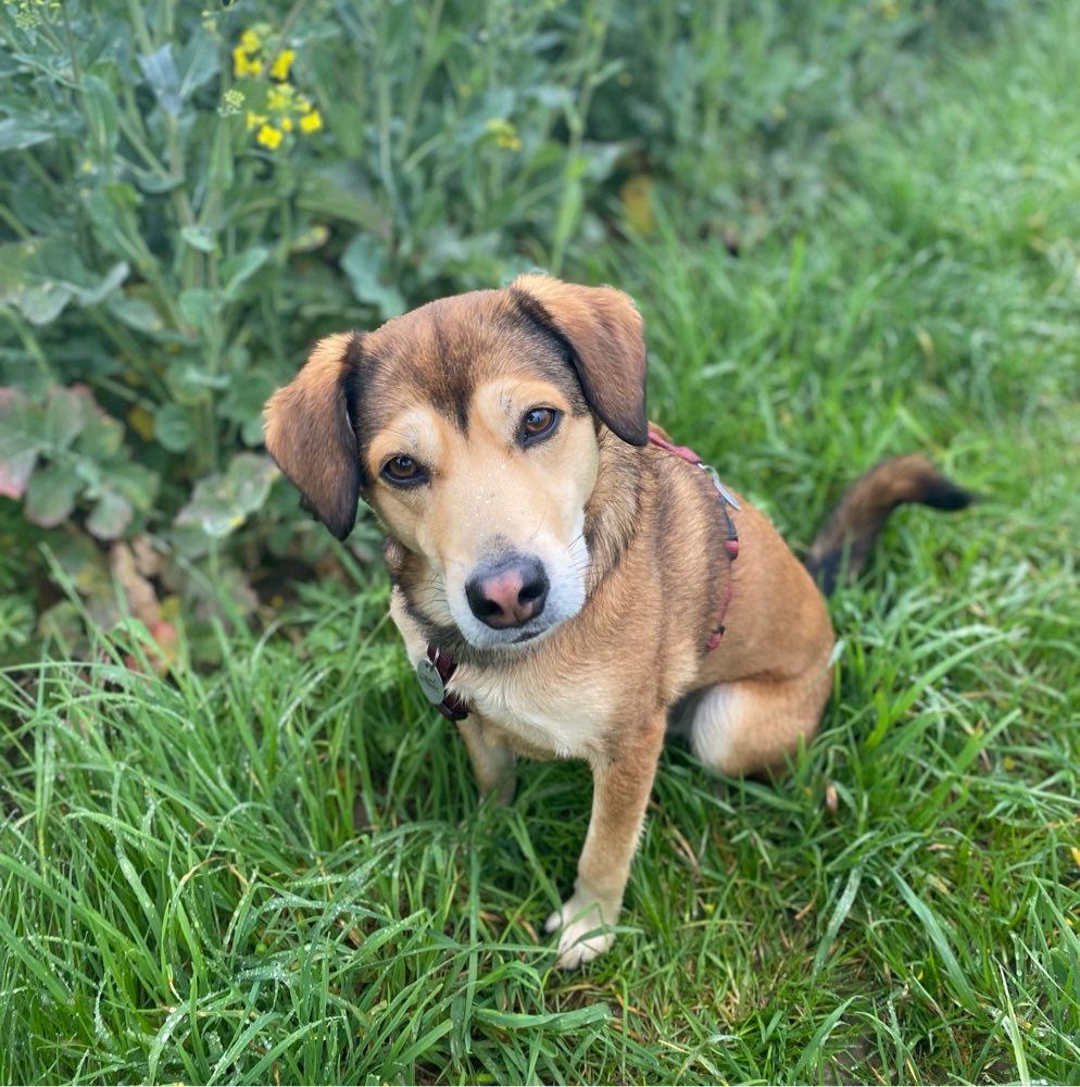 Hundetreffen-Spazieren gehen oder spielen im eingezäunten Garten-Profilbild