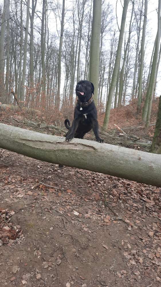 Hundetreffen-Gassi gehen und Toben-Profilbild