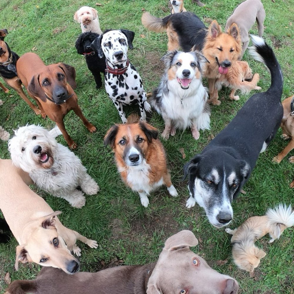 Hundetreffen-Gassi, Rudelspaziegang-Profilbild