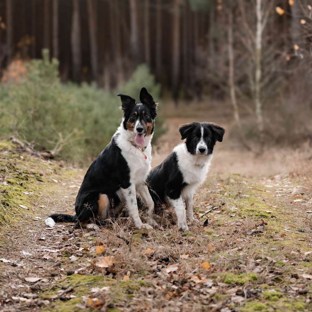 Hundetreffen-Gassirunden, Spieltage-Profilbild