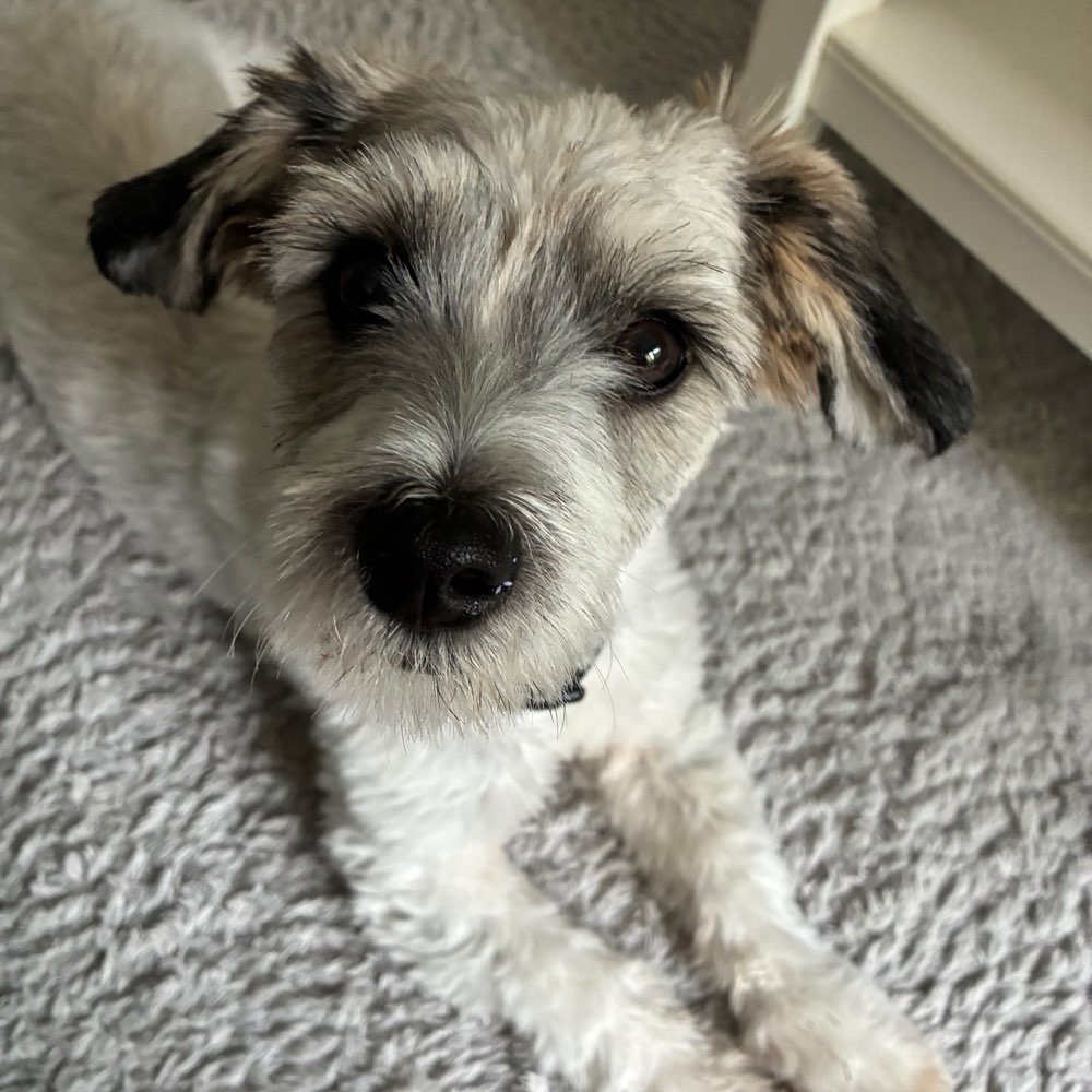 Hundetreffen-Souveräner Hundefreund gesucht-Profilbild