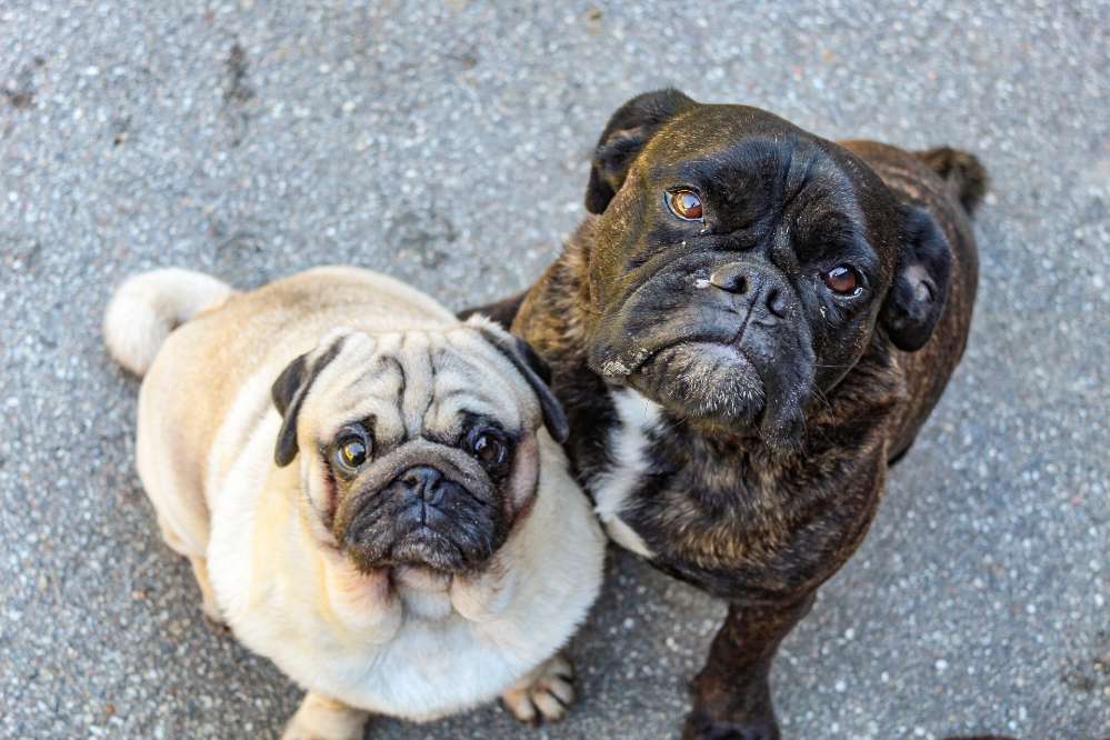 Hundetreffen-Gassi - Tratschrunde-Profilbild