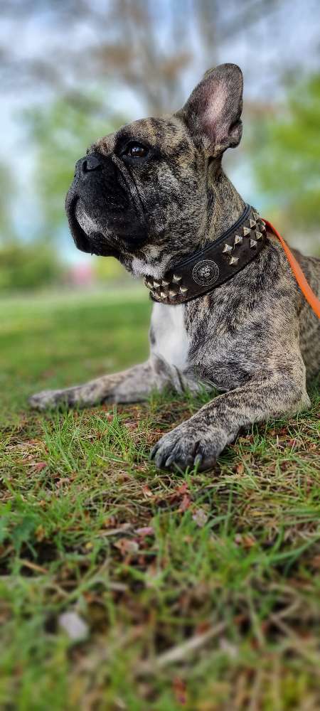 Hundetreffen-Frenchie-Freunde Halle Rosengarten-Profilbild