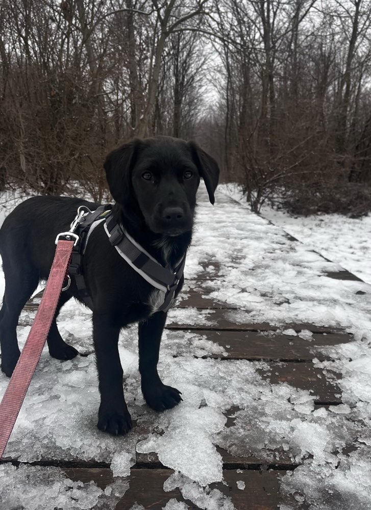 Hundetreffen-Gassi/Spiel Treffen, Social Walk-Profilbild