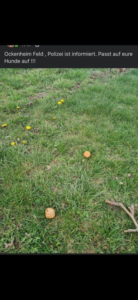 Giftköder-Gift Köder-Profilbild