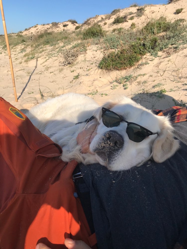 Hundetreffen-Golden Retriever Gruppe-Profilbild