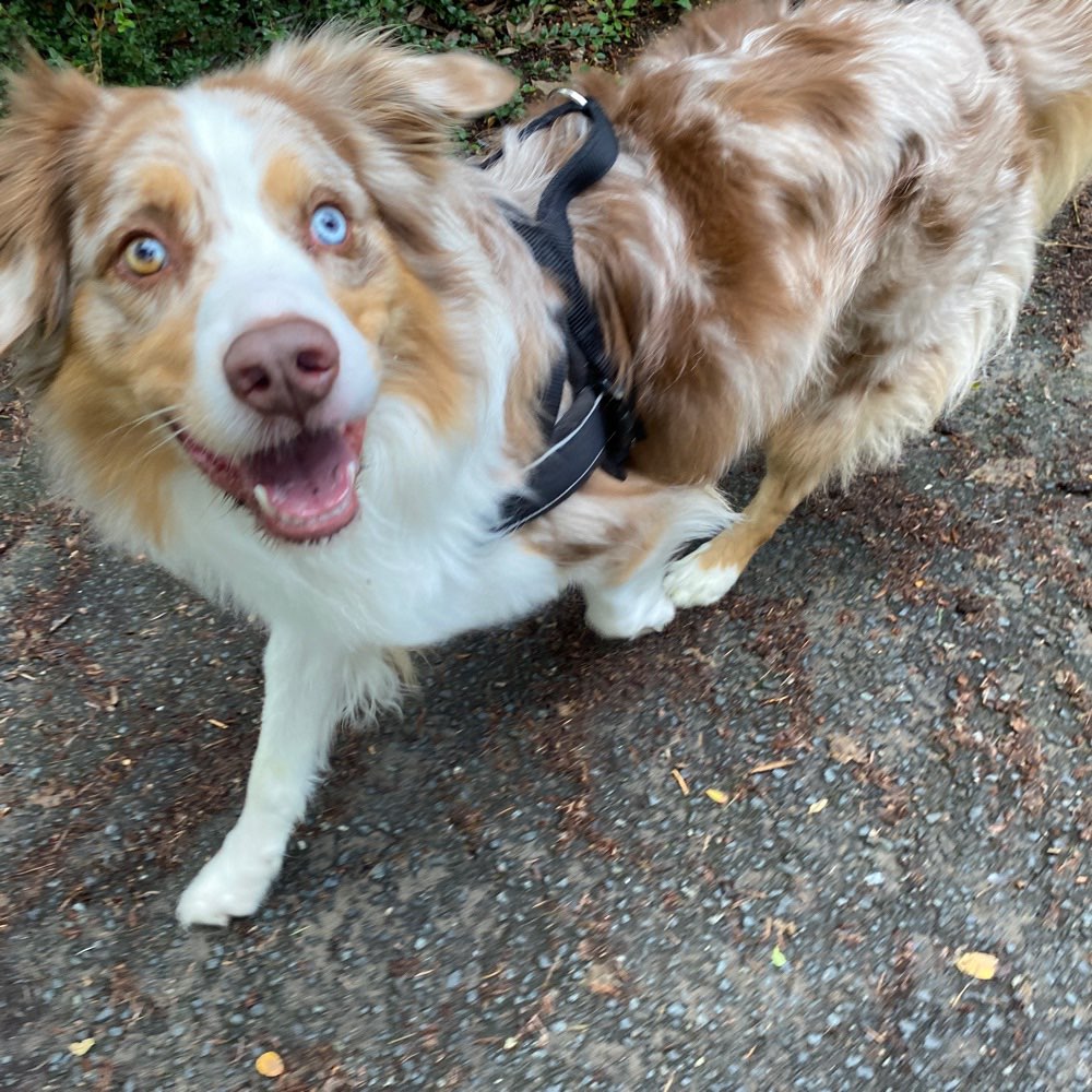 Hundetreffen-Hunde Agility Treffen-Profilbild