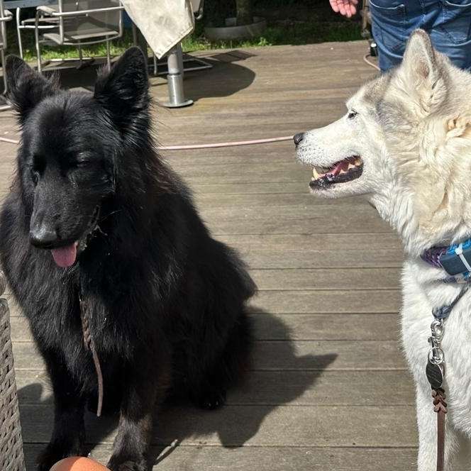 Hundetreffen-Eine schöne Runde-Profilbild