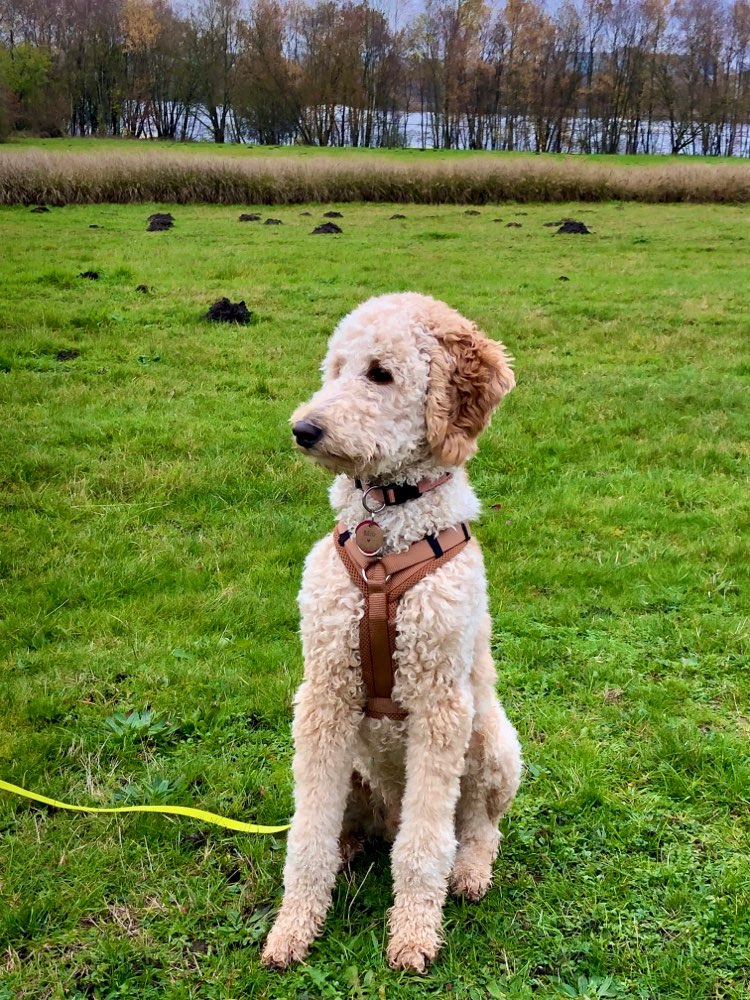 Hundetreffen-Social Walks und Trainingseinheiten-Profilbild