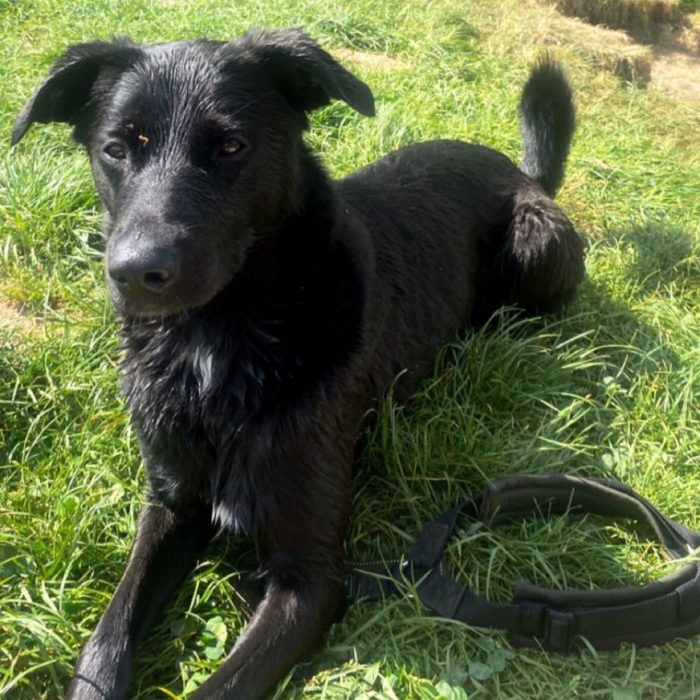 Hundetreffen-Spazieren/ Spielen 🙋🏼‍♀️-Profilbild