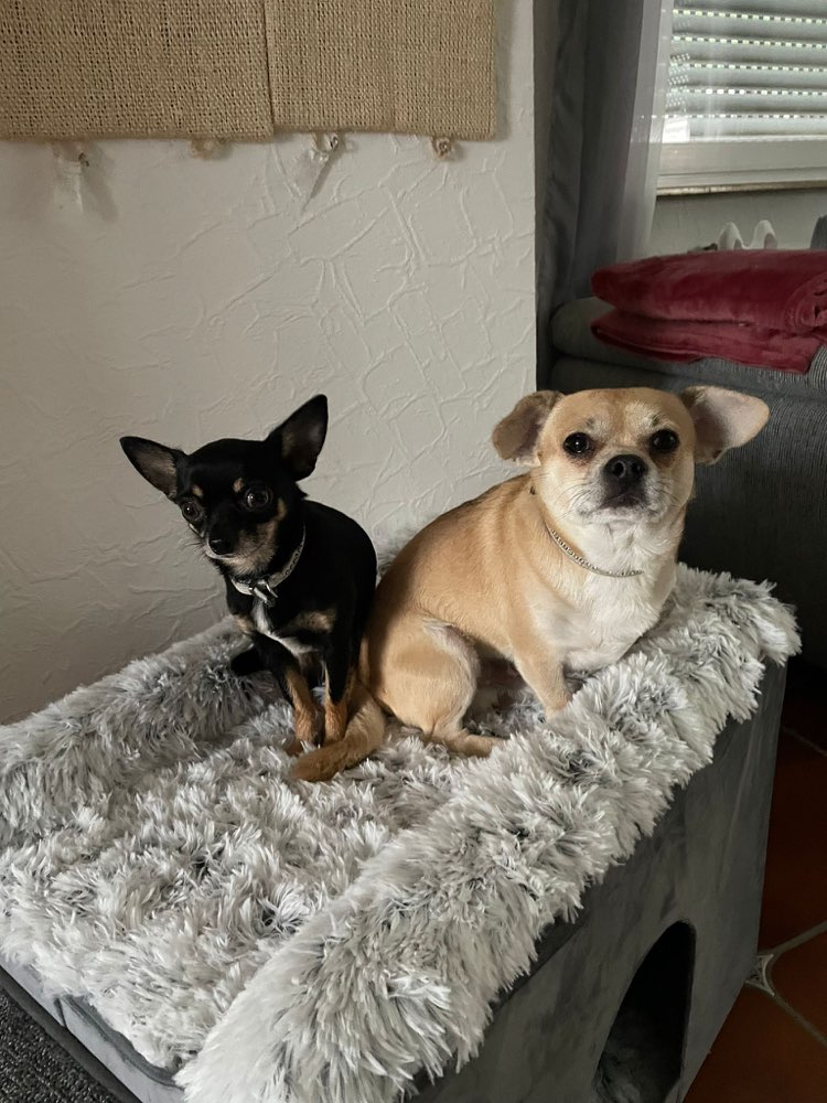 Hundetreffen-Hunde Spiel und Spaziergang treffen-Profilbild