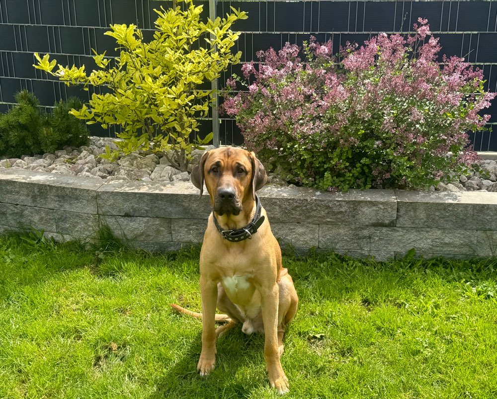 Hundetreffen-Gassirunde mit Lennox-Profilbild