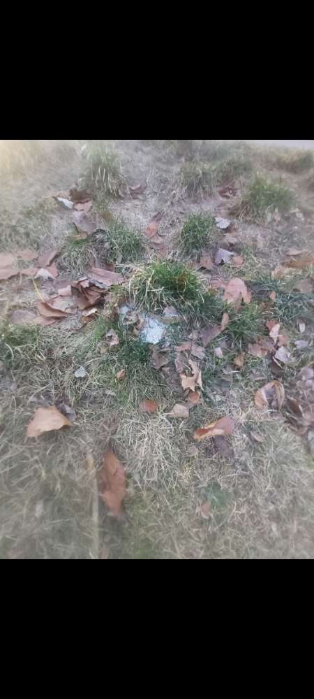 Giftköder-Rattengift-Profilbild