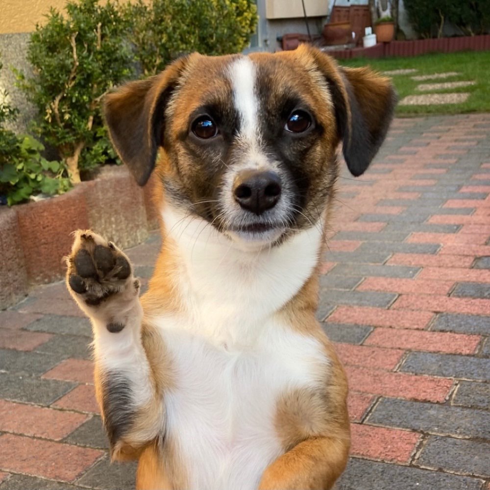 Hundetreffen-Kleine Spielfreunde gesucht-Profilbild