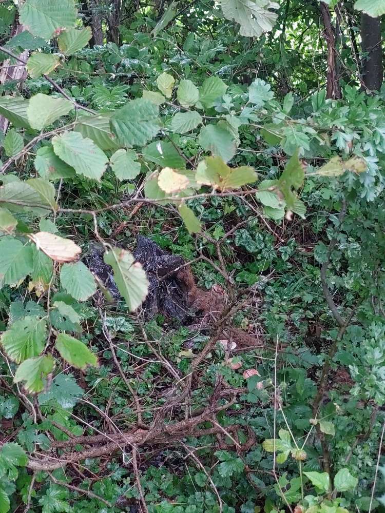 Giftköder-Großer Tierkadaver übersät mit Maden-Profilbild