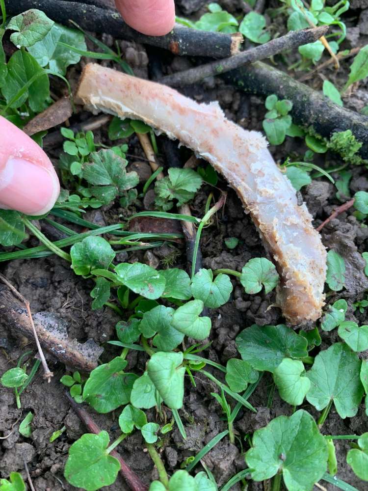 Giftköder-Knochen rund um den Spielplatz im Park-Profilbild