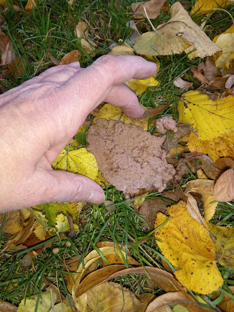Giftköder-Fleisch / Wurst im Allee Park-Profilbild