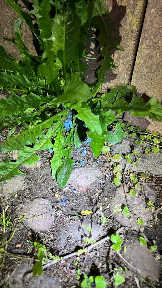 Giftköder-Rattengift-Profilbild