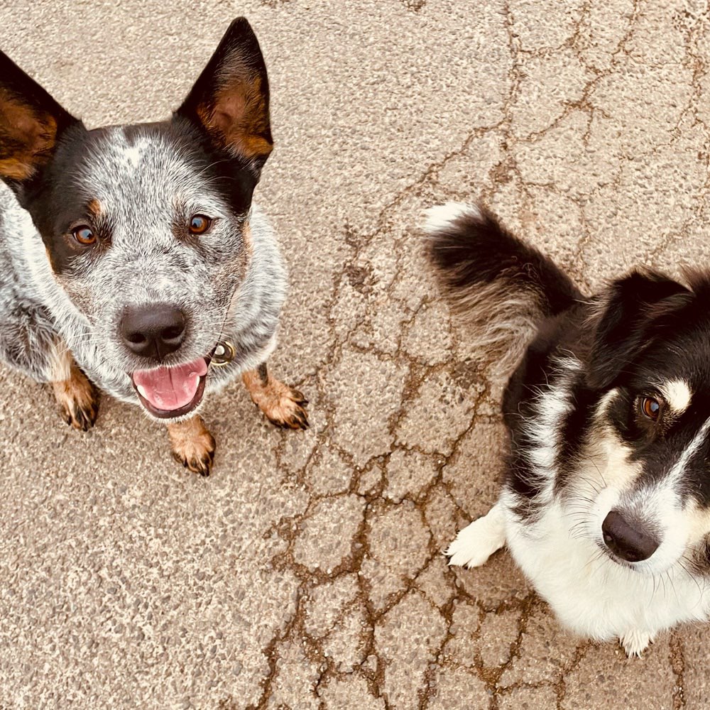 Hundetreffen-Gassi-/Spielrunde mit aktiven Hundepartner-Profilbild