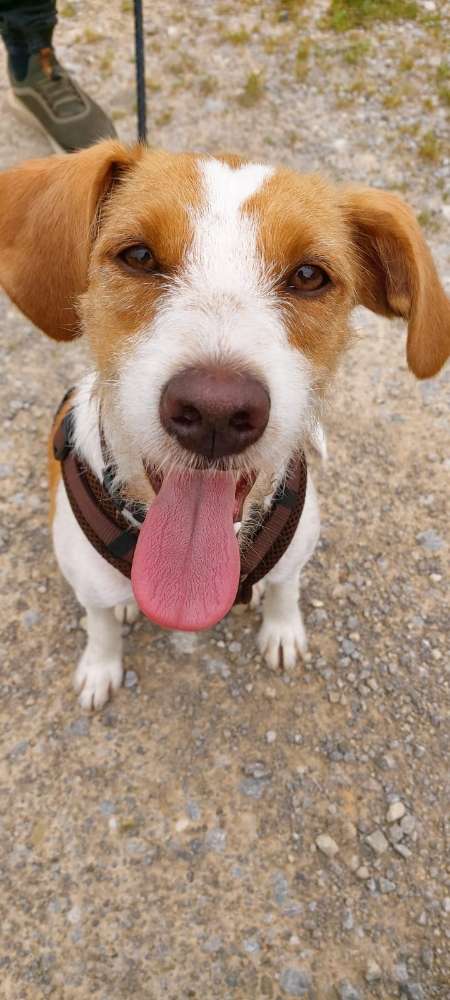 Hundetreffen-Neue Hundefreunde und Gassi gehen-Profilbild