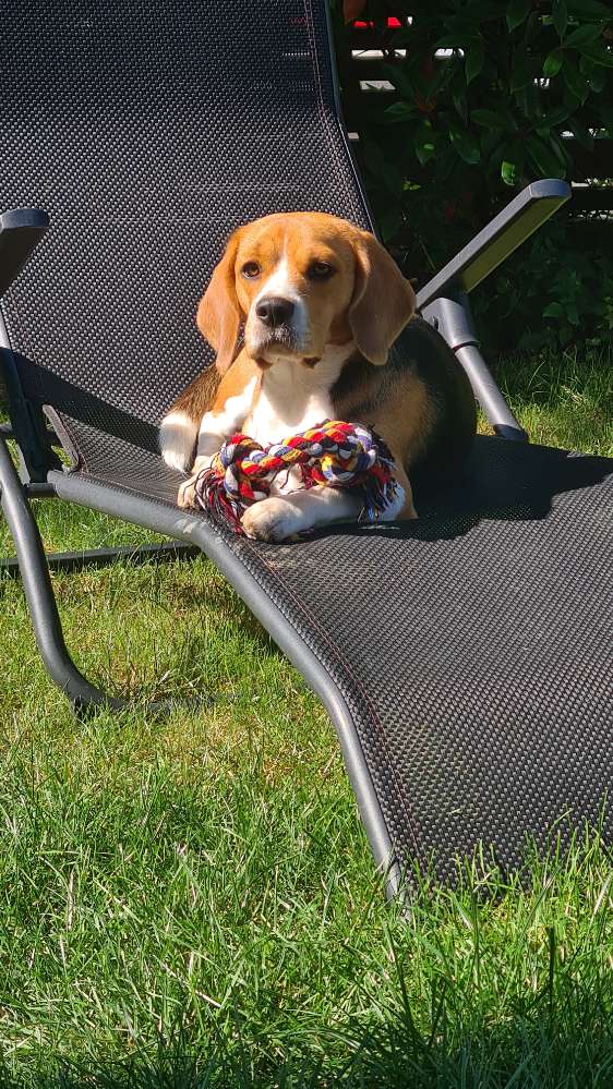 Hundetreffen-Welpen/Junghundetreffen im Ried-Profilbild