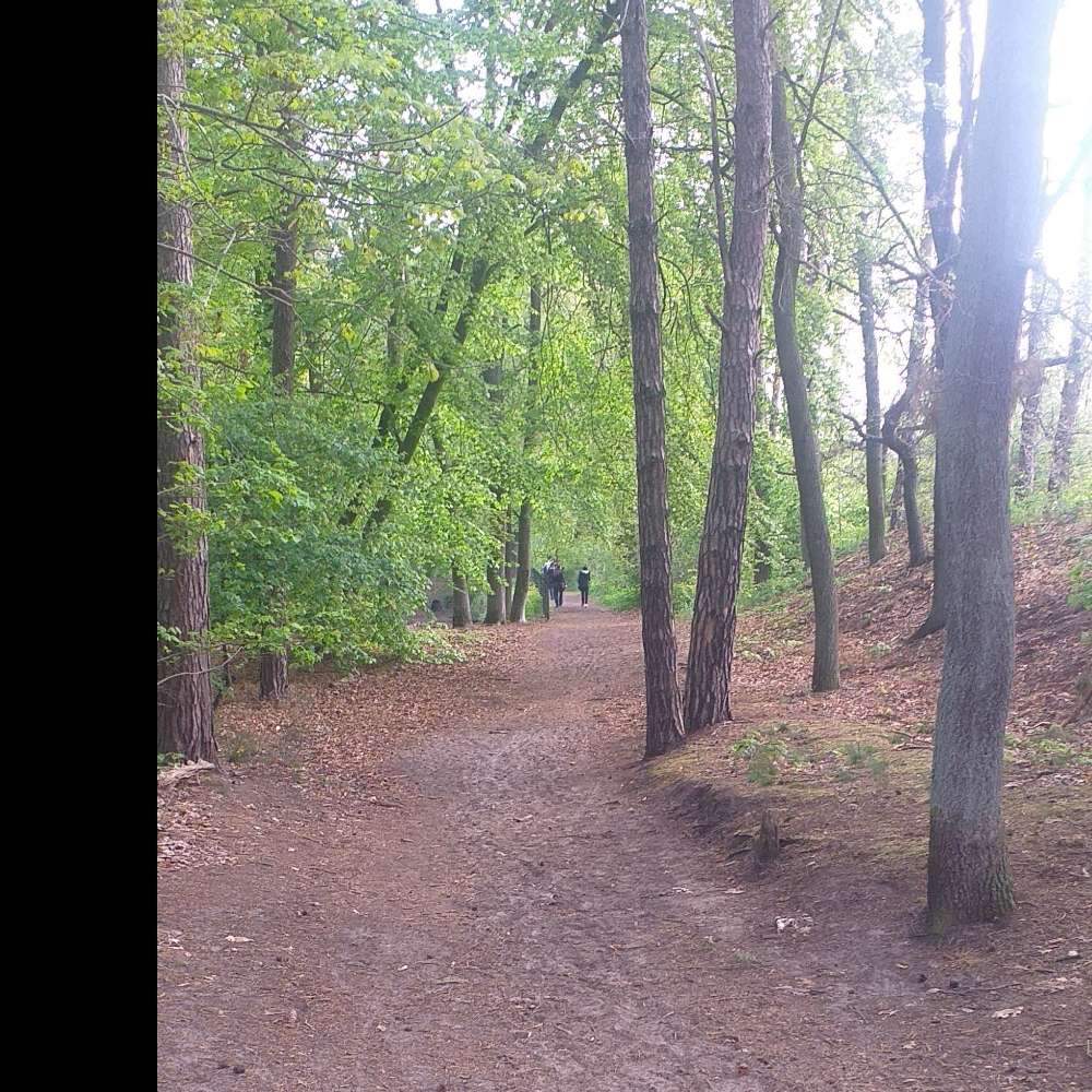 Hundetreffen-Welpen treffen-Profilbild