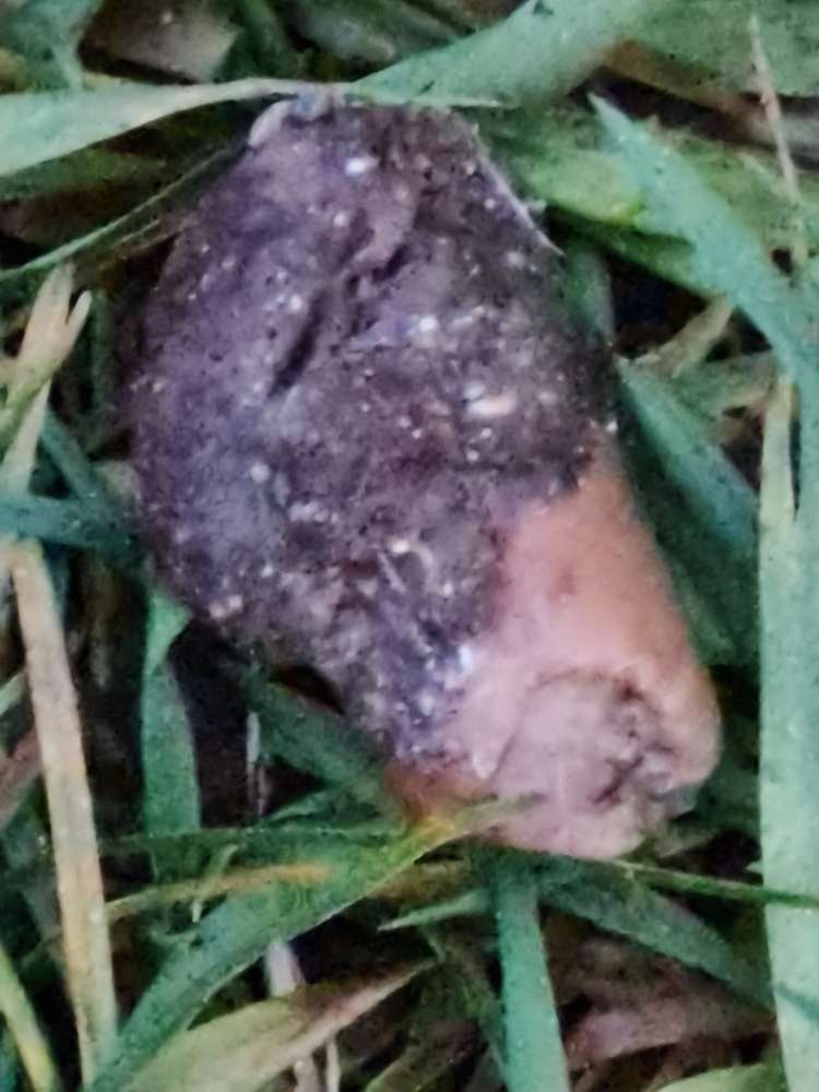 Giftköder-Giftköder unterhalb Hardberg-Profilbild