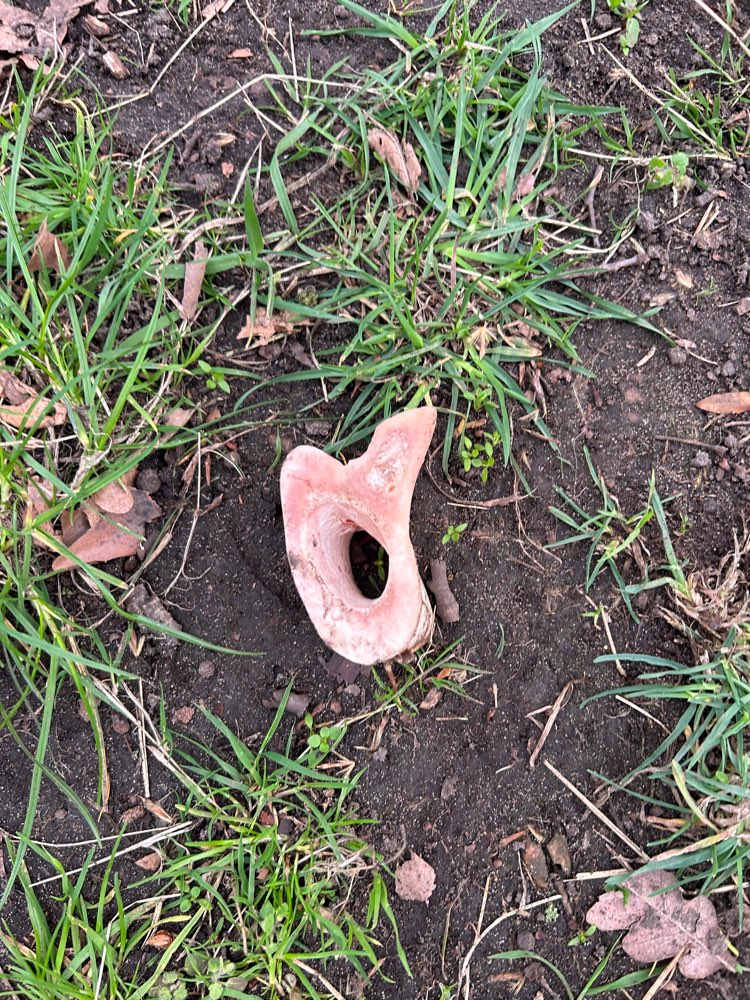 Giftköder-Markknochen-Profilbild