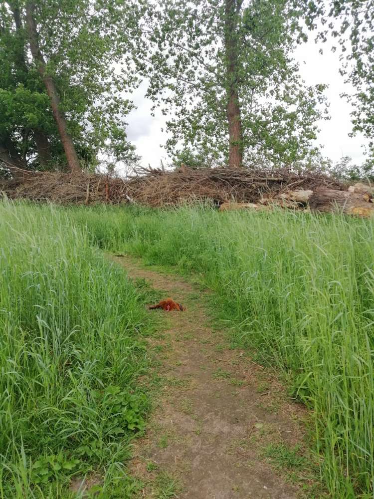 Giftköder-Totes Huhn auf dem Feld-Profilbild